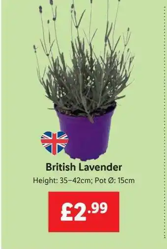 Lidl British Lavender offer
