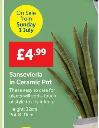 Lidl Sansevieria In Ceramic Pot offer