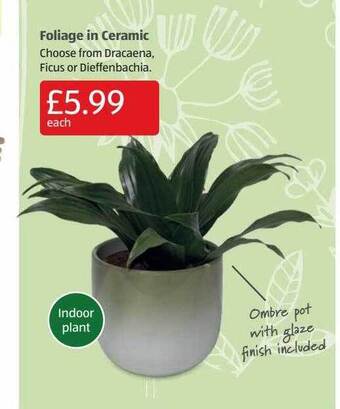 Aldi Foliage In Ceramic offer