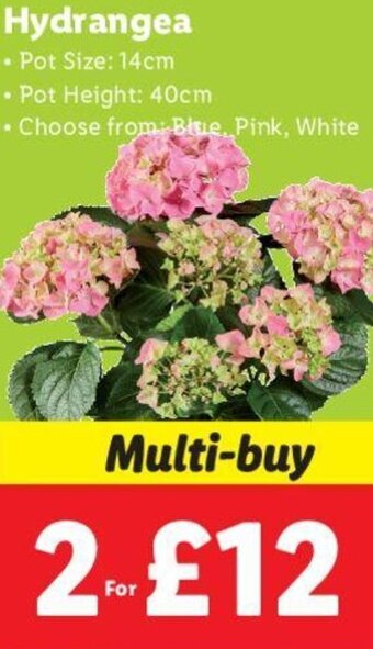 Lidl Hydrangea offer