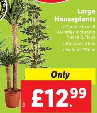 Lidl Large Houseplants offer