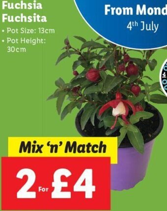 Lidl Fuchsia Fuchsita offer