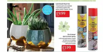 Aldi Gold Detail Plant Pot, Fly & Wasp-ant & Insect Spray offer