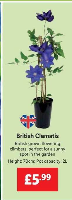 Lidl British Clematis offer