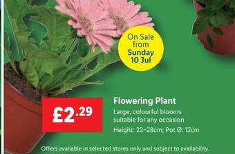 Lidl Flowering Plant offer