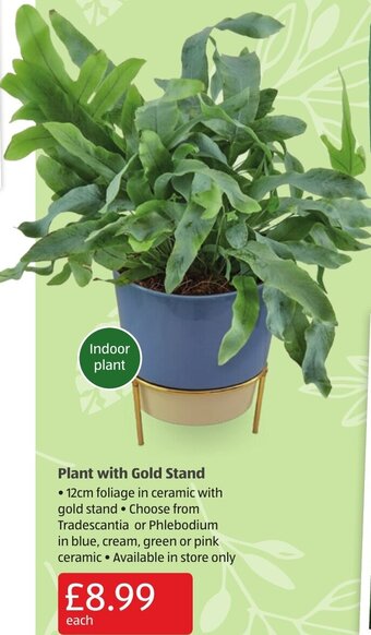 Aldi Plant With Gold Stand offer