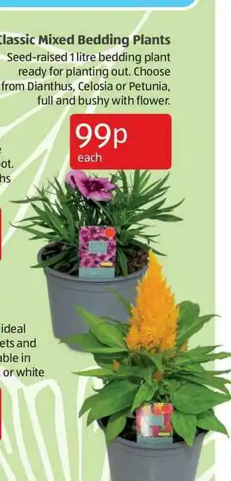 Aldi Classic Mixed Bedding Plants offer