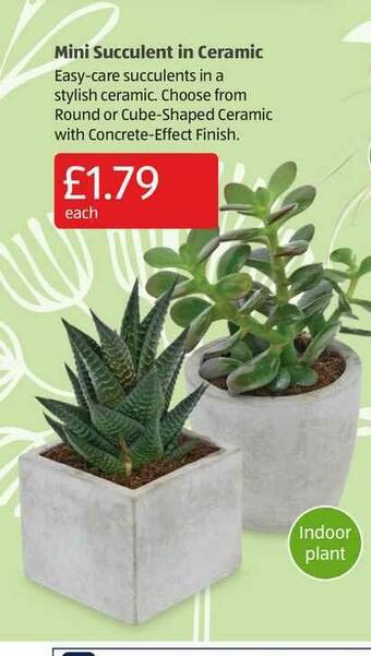 Aldi Mini Succulent In Ceramic offer