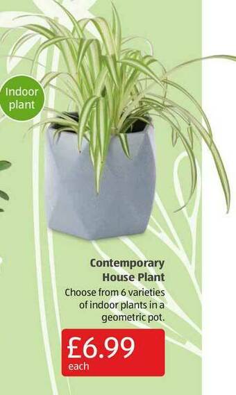 Aldi Contemporary House Plant offer