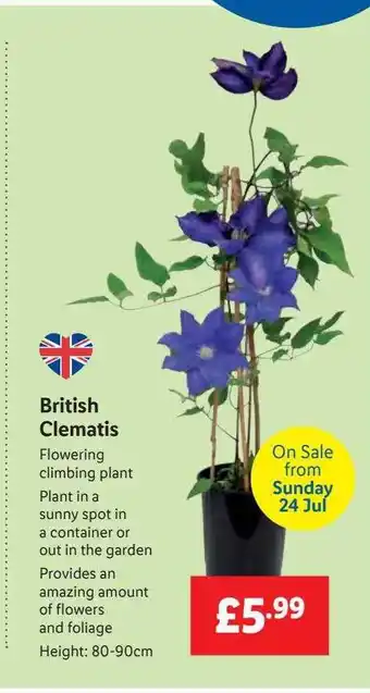 Lidl British Clematis offer