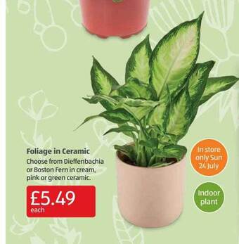 Aldi Foliage In Ceramic offer