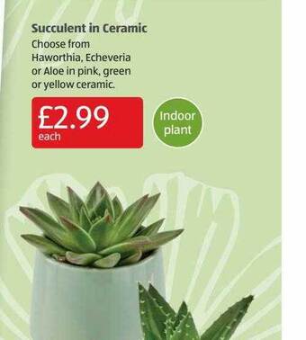 Aldi Succulent In Ceramic offer