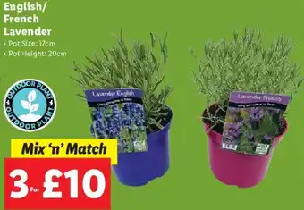 Lidl English/French Lavender offer