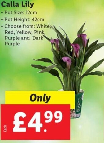 Lidl Calla Lily offer