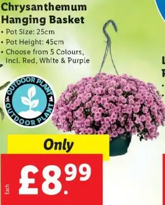 Lidl Chrysanthemum Hanging Basket offer