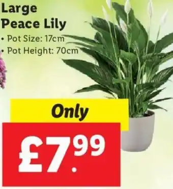 Lidl Large Peace Lily offer