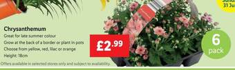 Lidl Chrysanthemum offer