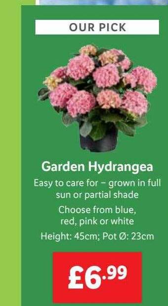 Lidl Garden hydrangea offer