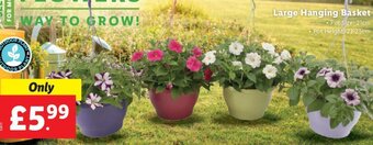 Lidl Large Hanging Basket offer