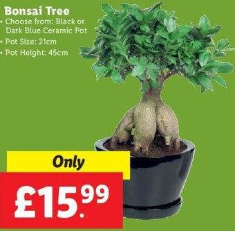 Lidl Bonsai Tree offer
