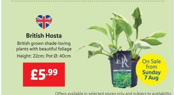Lidl British hosta offer