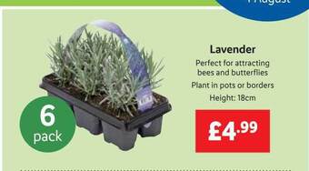 Lidl Lavender offer
