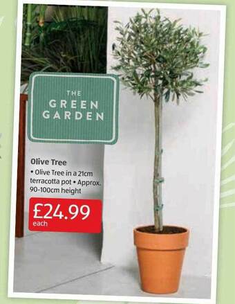 Aldi Olive tree offer