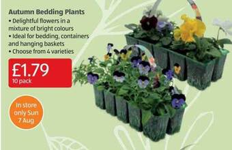 Aldi Autumn bedding plants offer