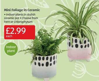 Aldi Mini foliage in ceramic offer