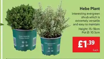 Lidl Hebe plant offer