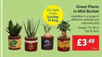 Lidl Green plants in mini bucket offer