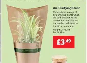 Lidl Air-purifying plant offer