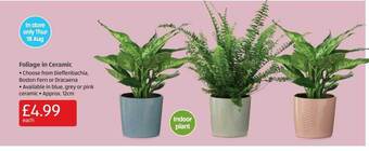 Aldi Foliage in ceramic offer