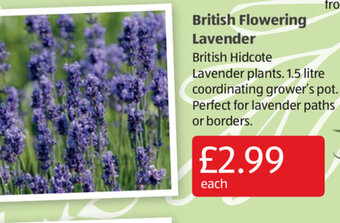 Aldi British Flowering Lavender offer