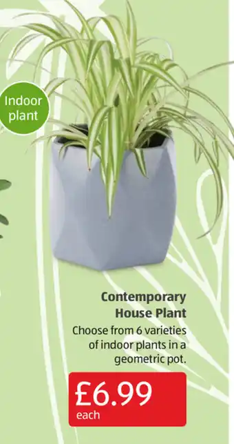 Aldi Contemporary House Plant offer