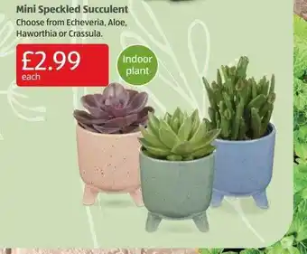Aldi Mini speckled succulent offer