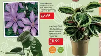 Aldi Summer clematis large house plant offer