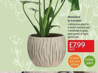 Aldi Monstera in ceramic offer