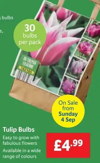 Lidl Tulip bulbs offer