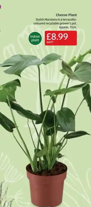 Aldi Cheese plant offer