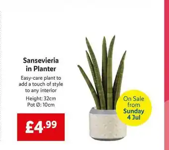 Lidl Sansevieria In Planter offer