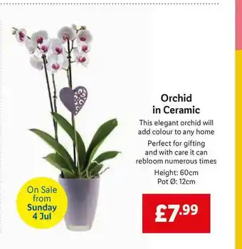 Lidl Orchid In Ceramic offer