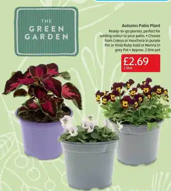 Aldi Autumn patio plant offer