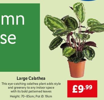 Lidl Large Calathea offer