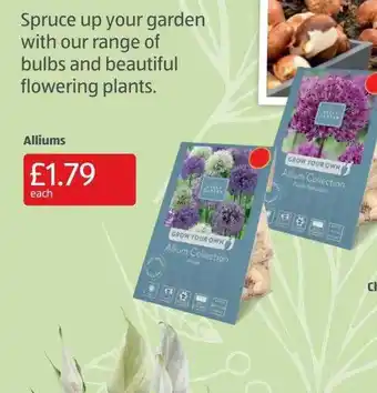 Aldi Alliums offer