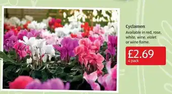 Aldi Cyclamen offer