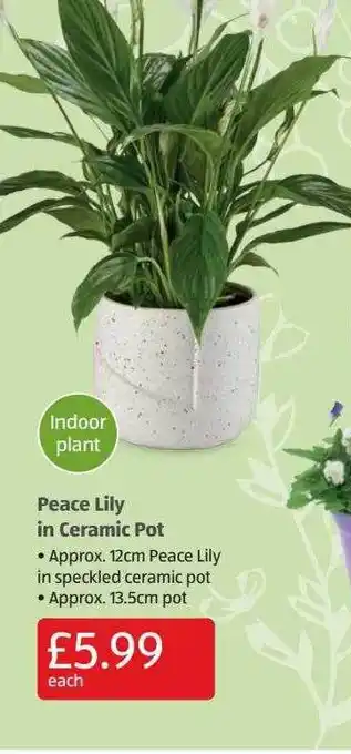 Aldi Peace lily in ceramic pot offer