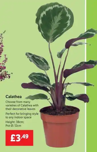 Lidl Calathea offer