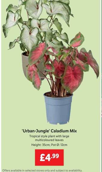 Lidl 'urban-jungle' caladium mix offer