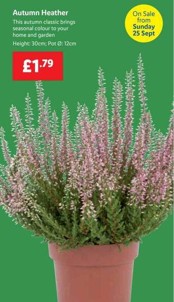 Lidl Autumn heather offer